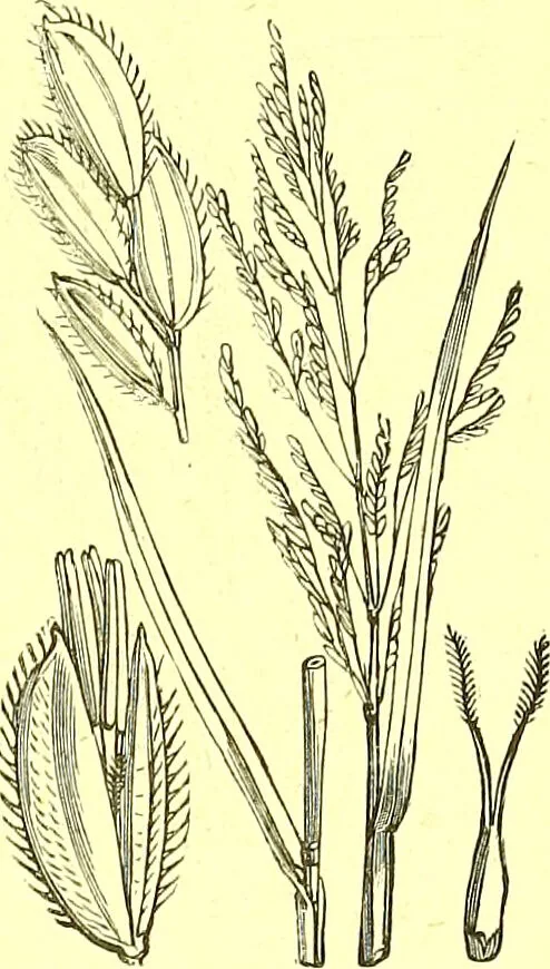 An illustration from Flore pittoresque de la France : anatomie, physiologie, classification, description des plantes indigènes et cultivées au point de vue de l'agriculture, de l'horticulture et de la sylviculture / publiée sous la direction de J. Rothschild., 1885, leaf 442