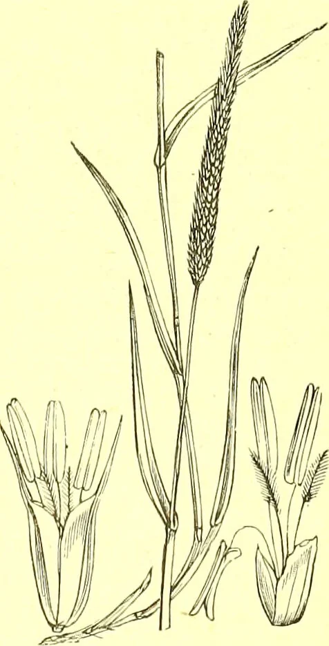 An illustration from Flore pittoresque de la France : anatomie, physiologie, classification, description des plantes indigènes et cultivées au point de vue de l'agriculture, de l'horticulture et de la sylviculture / publiée sous la direction de J. Rothschild., 1885, leaf 442