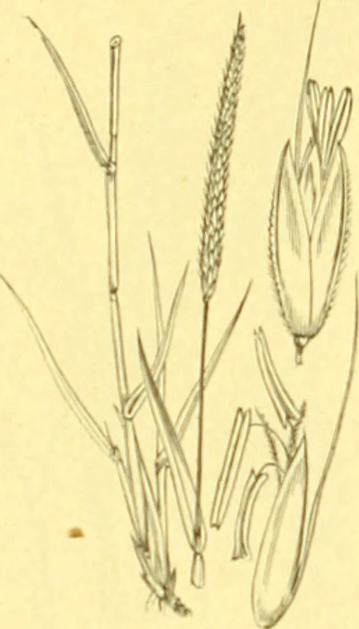 An illustration from Flore pittoresque de la France : anatomie, physiologie, classification, description des plantes indigènes et cultivées au point de vue de l'agriculture, de l'horticulture et de la sylviculture / publiée sous la direction de J. Rothschild., 1885, leaf 443