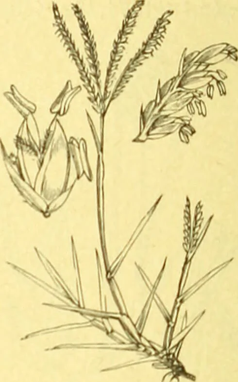 An illustration from Flore pittoresque de la France : anatomie, physiologie, classification, description des plantes indigènes et cultivées au point de vue de l'agriculture, de l'horticulture et de la sylviculture / publiée sous la direction de J. Rothschild., 1885, leaf 443