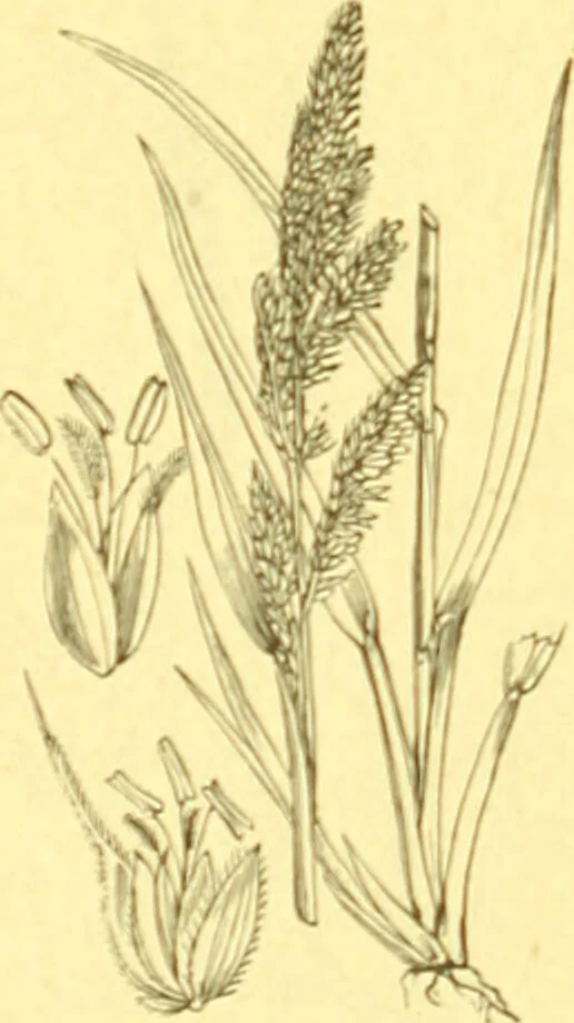 An illustration from Flore pittoresque de la France : anatomie, physiologie, classification, description des plantes indigènes et cultivées au point de vue de l'agriculture, de l'horticulture et de la sylviculture / publiée sous la direction de J. Rothschild., 1885, leaf 443