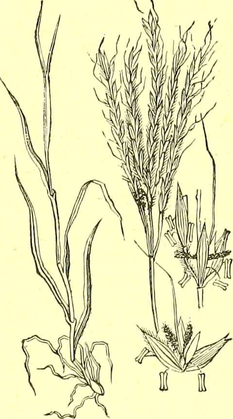 An illustration from Flore pittoresque de la France : anatomie, physiologie, classification, description des plantes indigènes et cultivées au point de vue de l'agriculture, de l'horticulture et de la sylviculture / publiée sous la direction de J. Rothschild., 1885, leaf 446