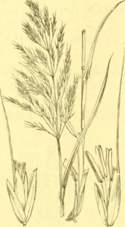 An illustration from Flore pittoresque de la France : anatomie, physiologie, classification, description des plantes indigènes et cultivées au point de vue de l'agriculture, de l'horticulture et de la sylviculture / publiée sous la direction de J. Rothschild., 1885, leaf 447