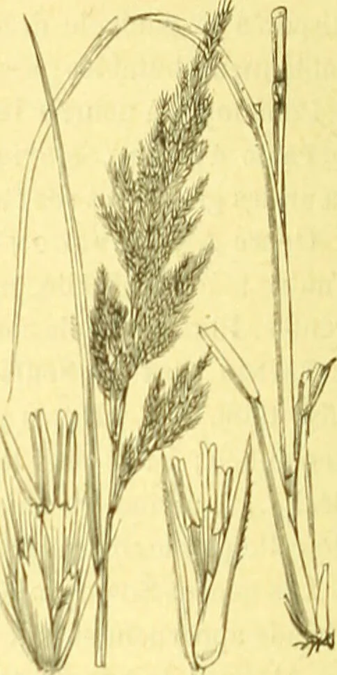 An illustration from Flore pittoresque de la France : anatomie, physiologie, classification, description des plantes indigènes et cultivées au point de vue de l'agriculture, de l'horticulture et de la sylviculture / publiée sous la direction de J. Rothschild., 1885, leaf 447