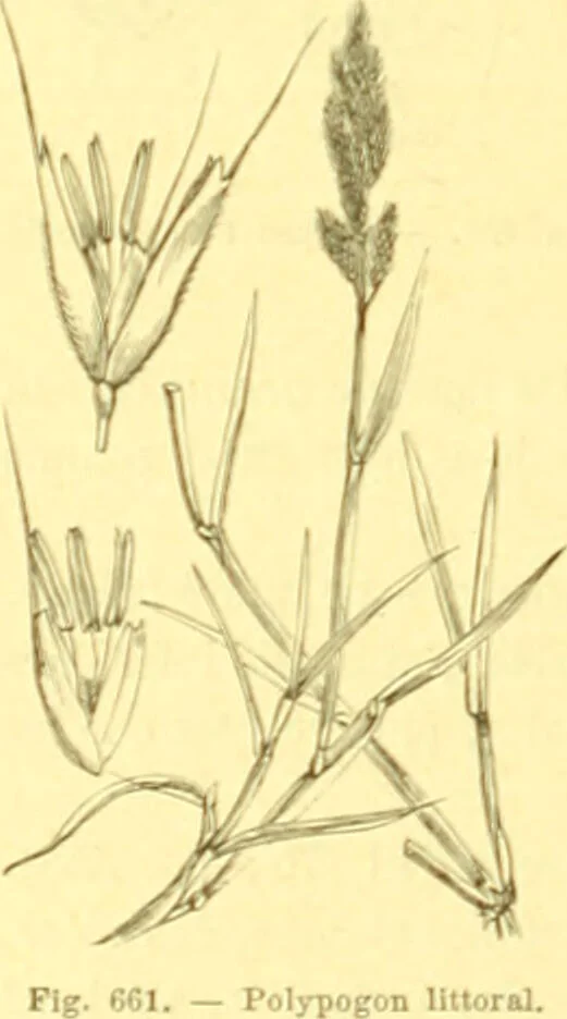 An illustration from Flore pittoresque de la France : anatomie, physiologie, classification, description des plantes indigènes et cultivées au point de vue de l'agriculture, de l'horticulture et de la sylviculture / publiée sous la direction de J. Rothschild., 1885, leaf 447