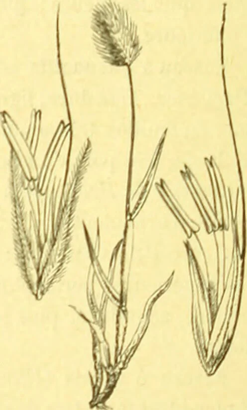 An illustration from Flore pittoresque de la France : anatomie, physiologie, classification, description des plantes indigènes et cultivées au point de vue de l'agriculture, de l'horticulture et de la sylviculture / publiée sous la direction de J. Rothschild., 1885, leaf 447