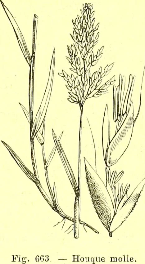 An illustration from Flore pittoresque de la France : anatomie, physiologie, classification, description des plantes indigènes et cultivées au point de vue de l'agriculture, de l'horticulture et de la sylviculture / publiée sous la direction de J. Rothschild., 1885, leaf 448