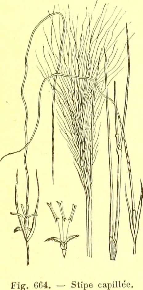 An illustration from Flore pittoresque de la France : anatomie, physiologie, classification, description des plantes indigènes et cultivées au point de vue de l'agriculture, de l'horticulture et de la sylviculture / publiée sous la direction de J. Rothschild., 1885, leaf 448