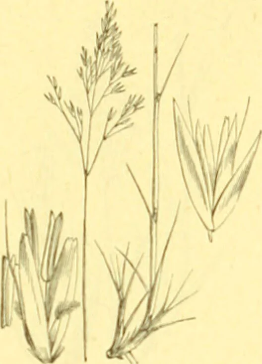 An illustration from Flore pittoresque de la France : anatomie, physiologie, classification, description des plantes indigènes et cultivées au point de vue de l'agriculture, de l'horticulture et de la sylviculture / publiée sous la direction de J. Rothschild., 1885, leaf 449