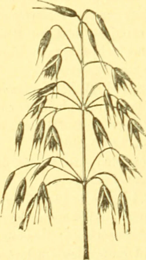 An illustration from Flore pittoresque de la France : anatomie, physiologie, classification, description des plantes indigènes et cultivées au point de vue de l'agriculture, de l'horticulture et de la sylviculture / publiée sous la direction de J. Rothschild., 1885, leaf 449