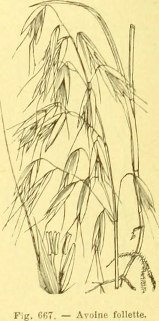 An illustration from Flore pittoresque de la France : anatomie, physiologie, classification, description des plantes indigènes et cultivées au point de vue de l'agriculture, de l'horticulture et de la sylviculture / publiée sous la direction de J. Rothschild., 1885, leaf 449