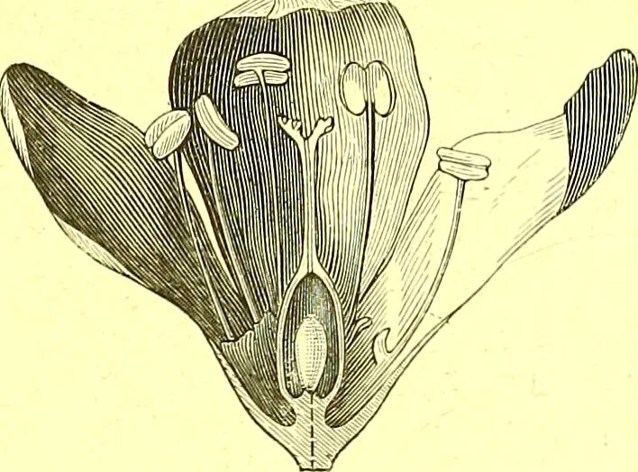 An illustration from Flore pittoresque de la France : anatomie, physiologie, classification, description des plantes indigènes et cultivées au point de vue de l'agriculture, de l'horticulture et de la sylviculture / publiée sous la direction de J. Rothschild., 1885, leaf 45