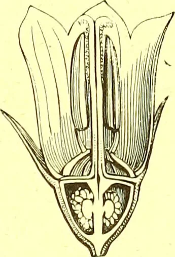 An illustration from Flore pittoresque de la France : anatomie, physiologie, classification, description des plantes indigènes et cultivées au point de vue de l'agriculture, de l'horticulture et de la sylviculture / publiée sous la direction de J. Rothschild., 1885, leaf 45