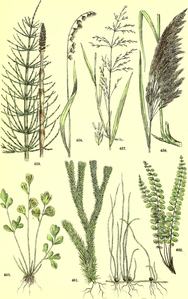 An illustration from Flore pittoresque de la France : anatomie, physiologie, classification, description des plantes indigènes et cultivées au point de vue de l'agriculture, de l'horticulture et de la sylviculture / publiée sous la direction de J. Rothschild., 1885, leaf 450