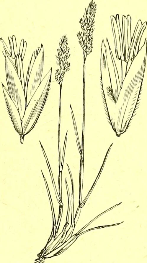An illustration from Flore pittoresque de la France : anatomie, physiologie, classification, description des plantes indigènes et cultivées au point de vue de l'agriculture, de l'horticulture et de la sylviculture / publiée sous la direction de J. Rothschild., 1885, leaf 452
