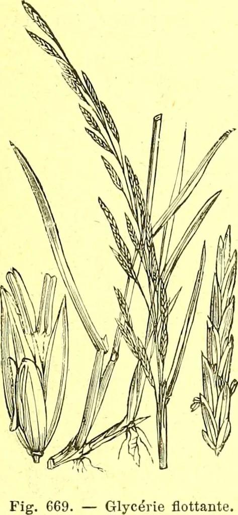 An illustration from Flore pittoresque de la France : anatomie, physiologie, classification, description des plantes indigènes et cultivées au point de vue de l'agriculture, de l'horticulture et de la sylviculture / publiée sous la direction de J. Rothschild., 1885, leaf 452