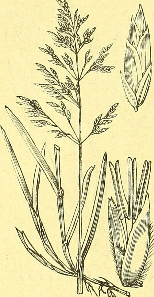 An illustration from Flore pittoresque de la France : anatomie, physiologie, classification, description des plantes indigènes et cultivées au point de vue de l'agriculture, de l'horticulture et de la sylviculture / publiée sous la direction de J. Rothschild., 1885, leaf 453