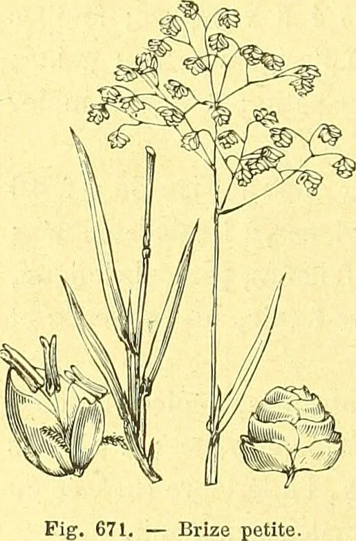 An illustration from Flore pittoresque de la France : anatomie, physiologie, classification, description des plantes indigènes et cultivées au point de vue de l'agriculture, de l'horticulture et de la sylviculture / publiée sous la direction de J. Rothschild., 1885, leaf 453