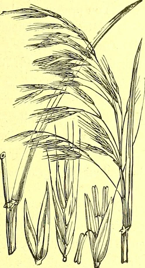 An illustration from Flore pittoresque de la France : anatomie, physiologie, classification, description des plantes indigènes et cultivées au point de vue de l'agriculture, de l'horticulture et de la sylviculture / publiée sous la direction de J. Rothschild., 1885, leaf 454