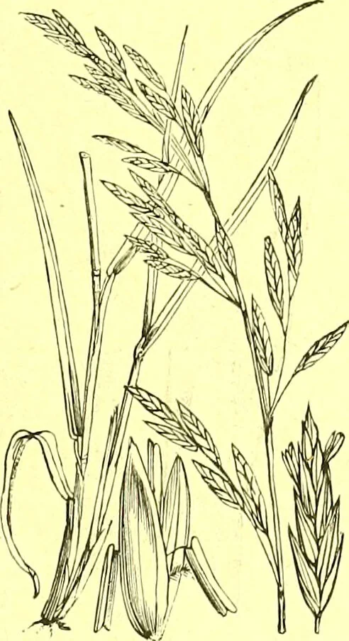 An illustration from Flore pittoresque de la France : anatomie, physiologie, classification, description des plantes indigènes et cultivées au point de vue de l'agriculture, de l'horticulture et de la sylviculture / publiée sous la direction de J. Rothschild., 1885, leaf 454
