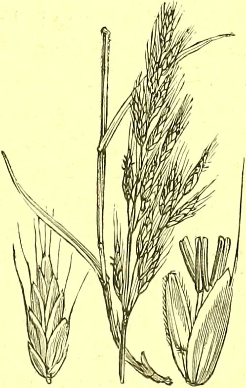 An illustration from Flore pittoresque de la France : anatomie, physiologie, classification, description des plantes indigènes et cultivées au point de vue de l'agriculture, de l'horticulture et de la sylviculture / publiée sous la direction de J. Rothschild., 1885, leaf 454