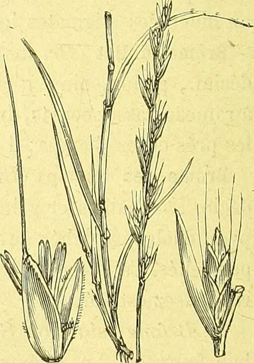 An illustration from Flore pittoresque de la France : anatomie, physiologie, classification, description des plantes indigènes et cultivées au point de vue de l'agriculture, de l'horticulture et de la sylviculture / publiée sous la direction de J. Rothschild., 1885, leaf 455
