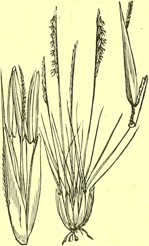 An illustration from Flore pittoresque de la France : anatomie, physiologie, classification, description des plantes indigènes et cultivées au point de vue de l'agriculture, de l'horticulture et de la sylviculture / publiée sous la direction de J. Rothschild., 1885, leaf 456