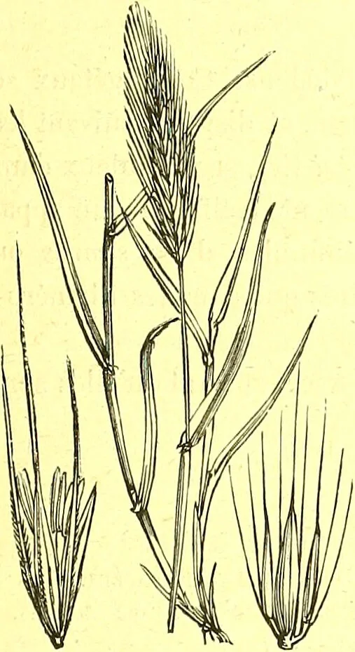 An illustration from Flore pittoresque de la France : anatomie, physiologie, classification, description des plantes indigènes et cultivées au point de vue de l'agriculture, de l'horticulture et de la sylviculture / publiée sous la direction de J. Rothschild., 1885, leaf 456