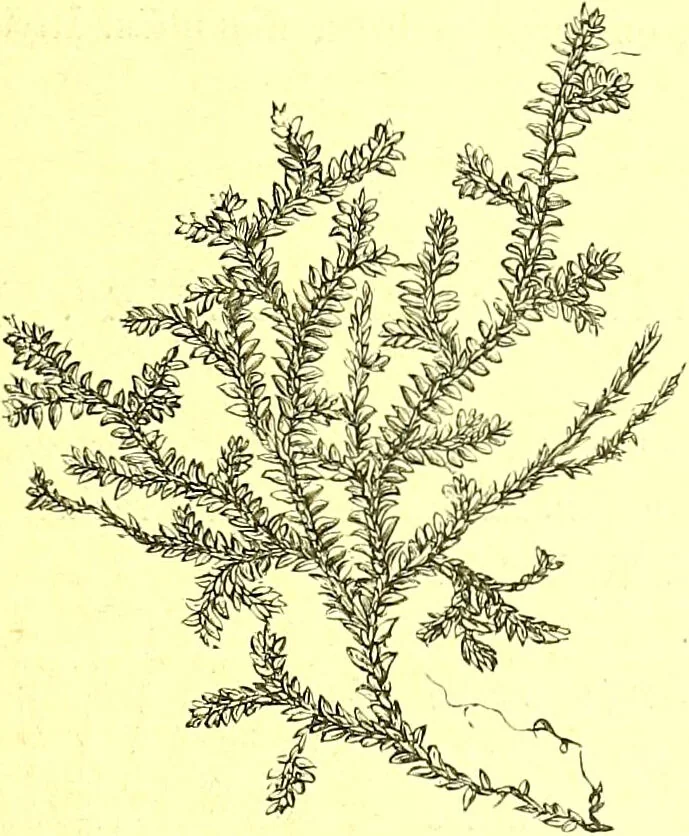 An illustration from Flore pittoresque de la France : anatomie, physiologie, classification, description des plantes indigènes et cultivées au point de vue de l'agriculture, de l'horticulture et de la sylviculture / publiée sous la direction de J. Rothschild., 1885, leaf 458