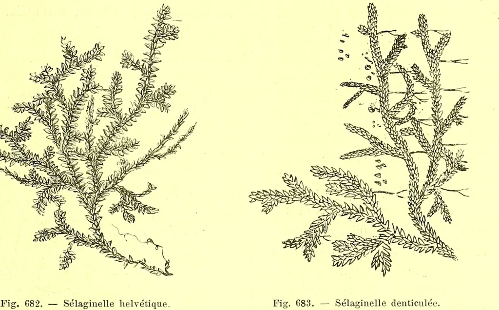 An illustration from Flore pittoresque de la France : anatomie, physiologie, classification, description des plantes indigènes et cultivées au point de vue de l'agriculture, de l'horticulture et de la sylviculture / publiée sous la direction de J. Rothschild., 1885, leaf 458