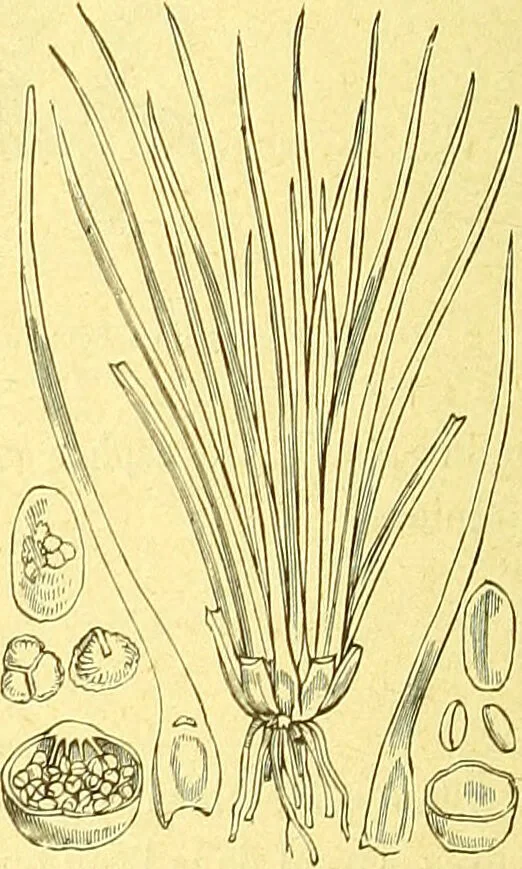An illustration from Flore pittoresque de la France : anatomie, physiologie, classification, description des plantes indigènes et cultivées au point de vue de l'agriculture, de l'horticulture et de la sylviculture / publiée sous la direction de J. Rothschild., 1885, leaf 459
