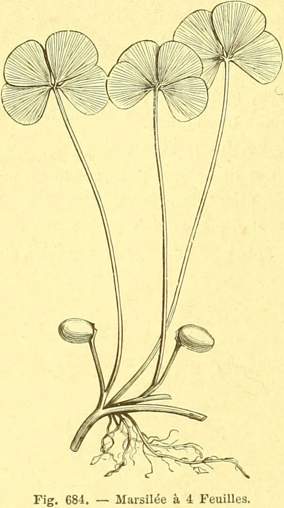 An illustration from Flore pittoresque de la France : anatomie, physiologie, classification, description des plantes indigènes et cultivées au point de vue de l'agriculture, de l'horticulture et de la sylviculture / publiée sous la direction de J. Rothschild., 1885, leaf 459