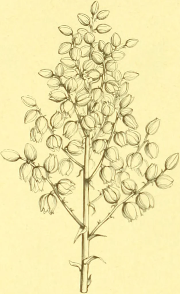 An illustration from Flore pittoresque de la France : anatomie, physiologie, classification, description des plantes indigènes et cultivées au point de vue de l'agriculture, de l'horticulture et de la sylviculture / publiée sous la direction de J. Rothschild., 1885, leaf 46
