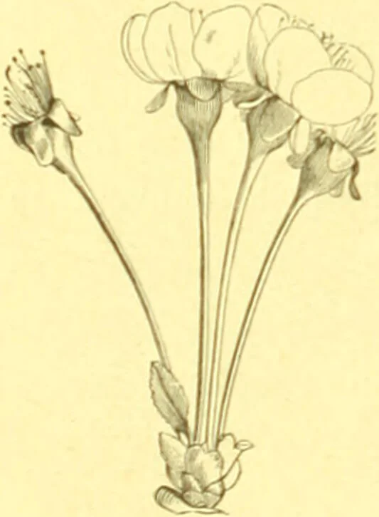 An illustration from Flore pittoresque de la France : anatomie, physiologie, classification, description des plantes indigènes et cultivées au point de vue de l'agriculture, de l'horticulture et de la sylviculture / publiée sous la direction de J. Rothschild., 1885, leaf 46
