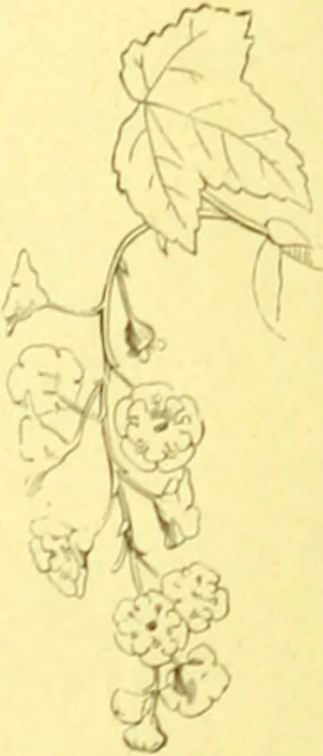 An illustration from Flore pittoresque de la France : anatomie, physiologie, classification, description des plantes indigènes et cultivées au point de vue de l'agriculture, de l'horticulture et de la sylviculture / publiée sous la direction de J. Rothschild., 1885, leaf 46