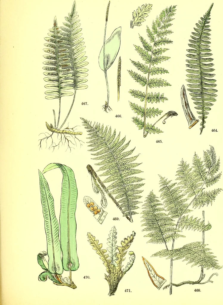 An illustration from Flore pittoresque de la France : anatomie, physiologie, classification, description des plantes indigènes et cultivées au point de vue de l'agriculture, de l'horticulture et de la sylviculture / publiée sous la direction de J. Rothschild., 1885, leaf 460