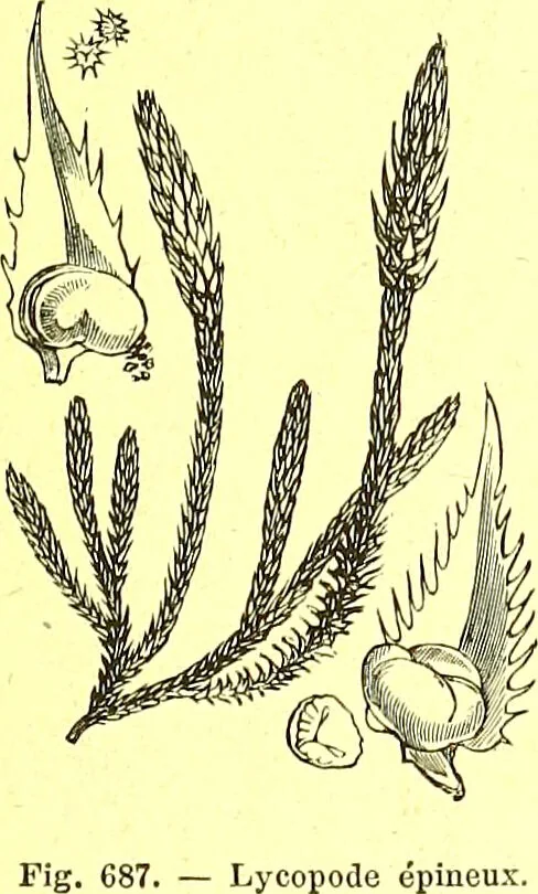 An illustration from Flore pittoresque de la France : anatomie, physiologie, classification, description des plantes indigènes et cultivées au point de vue de l'agriculture, de l'horticulture et de la sylviculture / publiée sous la direction de J. Rothschild., 1885, leaf 462