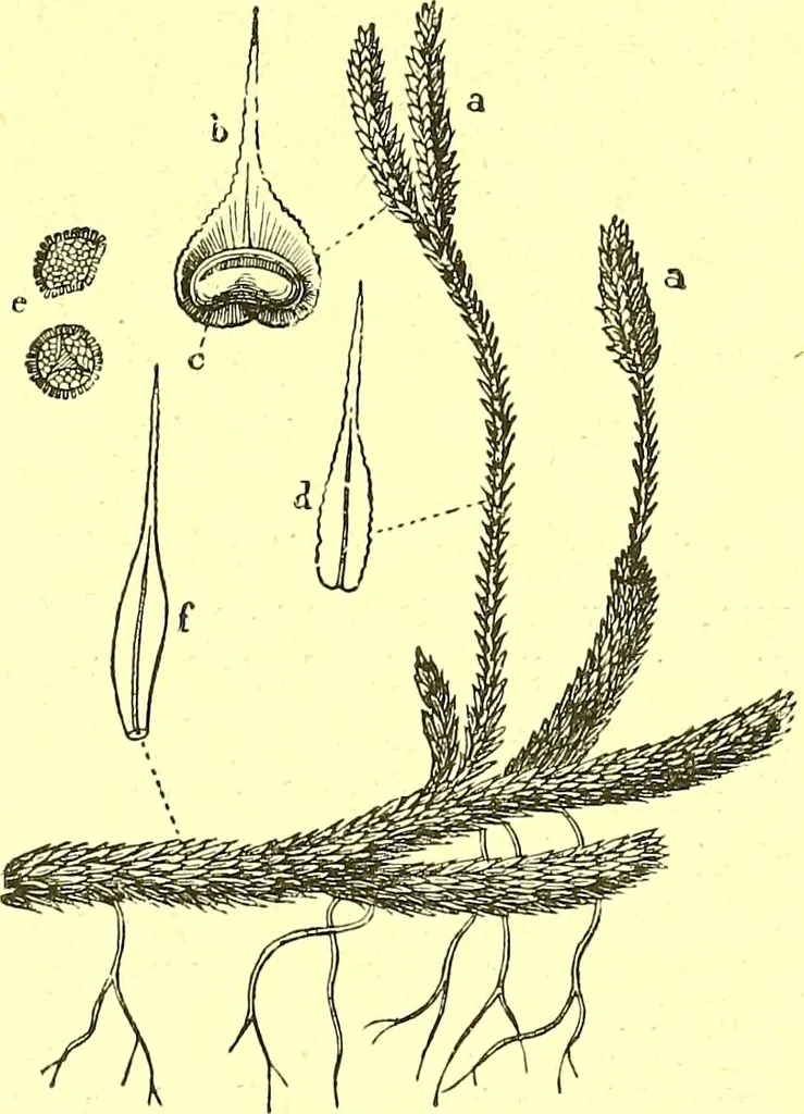 An illustration from Flore pittoresque de la France : anatomie, physiologie, classification, description des plantes indigènes et cultivées au point de vue de l'agriculture, de l'horticulture et de la sylviculture / publiée sous la direction de J. Rothschild., 1885, leaf 462