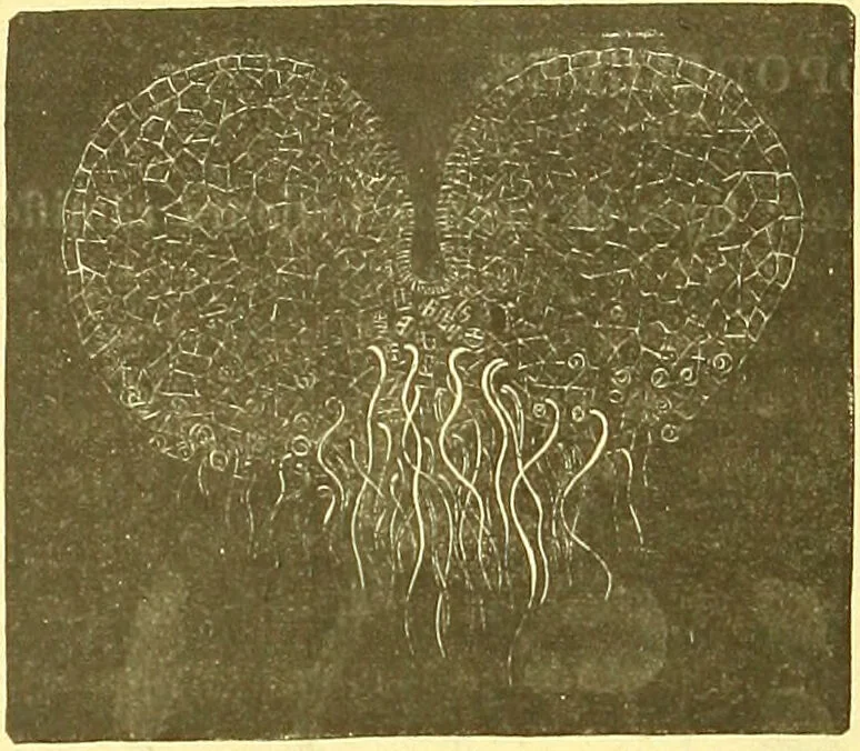 An illustration from Flore pittoresque de la France : anatomie, physiologie, classification, description des plantes indigènes et cultivées au point de vue de l'agriculture, de l'horticulture et de la sylviculture / publiée sous la direction de J. Rothschild., 1885, leaf 463