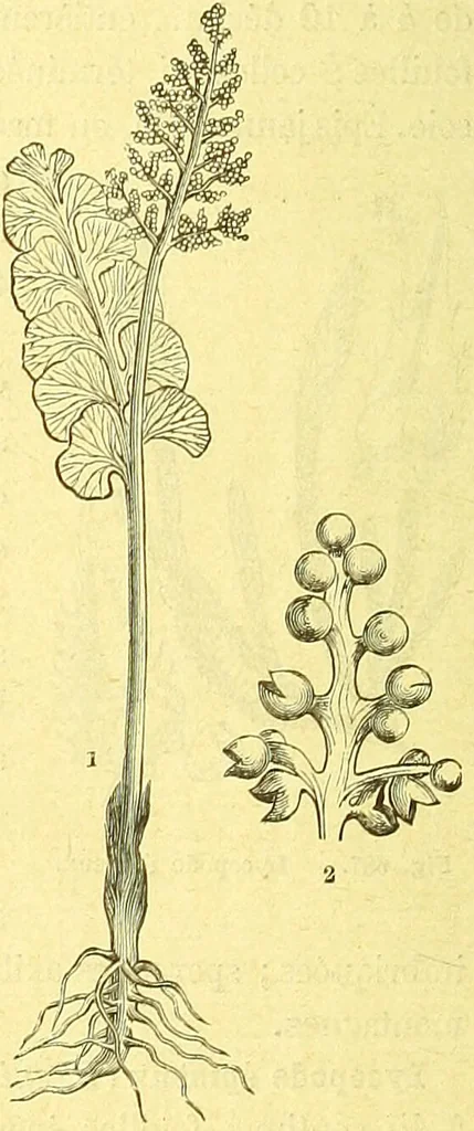 An illustration from Flore pittoresque de la France : anatomie, physiologie, classification, description des plantes indigènes et cultivées au point de vue de l'agriculture, de l'horticulture et de la sylviculture / publiée sous la direction de J. Rothschild., 1885, leaf 463