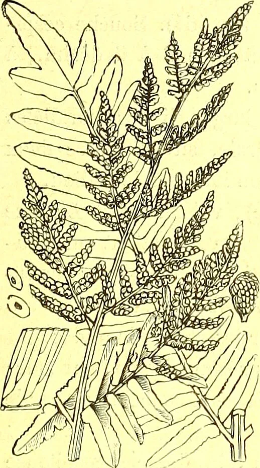 An illustration from Flore pittoresque de la France : anatomie, physiologie, classification, description des plantes indigènes et cultivées au point de vue de l'agriculture, de l'horticulture et de la sylviculture / publiée sous la direction de J. Rothschild., 1885, leaf 464