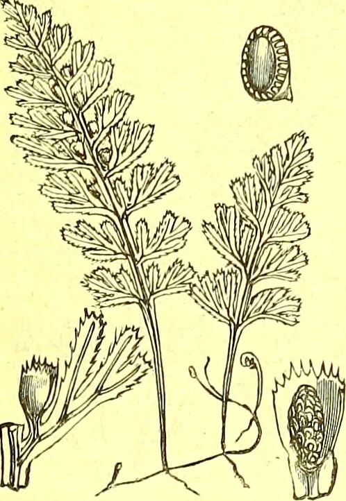 An illustration from Flore pittoresque de la France : anatomie, physiologie, classification, description des plantes indigènes et cultivées au point de vue de l'agriculture, de l'horticulture et de la sylviculture / publiée sous la direction de J. Rothschild., 1885, leaf 464