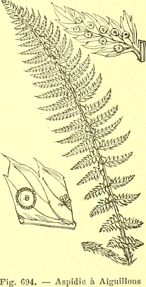 An illustration from Flore pittoresque de la France : anatomie, physiologie, classification, description des plantes indigènes et cultivées au point de vue de l'agriculture, de l'horticulture et de la sylviculture / publiée sous la direction de J. Rothschild., 1885, leaf 464