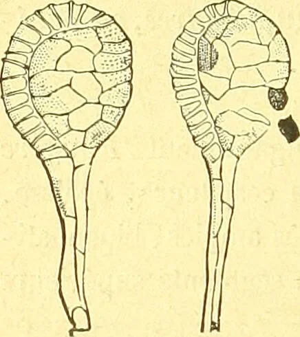 An illustration from Flore pittoresque de la France : anatomie, physiologie, classification, description des plantes indigènes et cultivées au point de vue de l'agriculture, de l'horticulture et de la sylviculture / publiée sous la direction de J. Rothschild., 1885, leaf 465