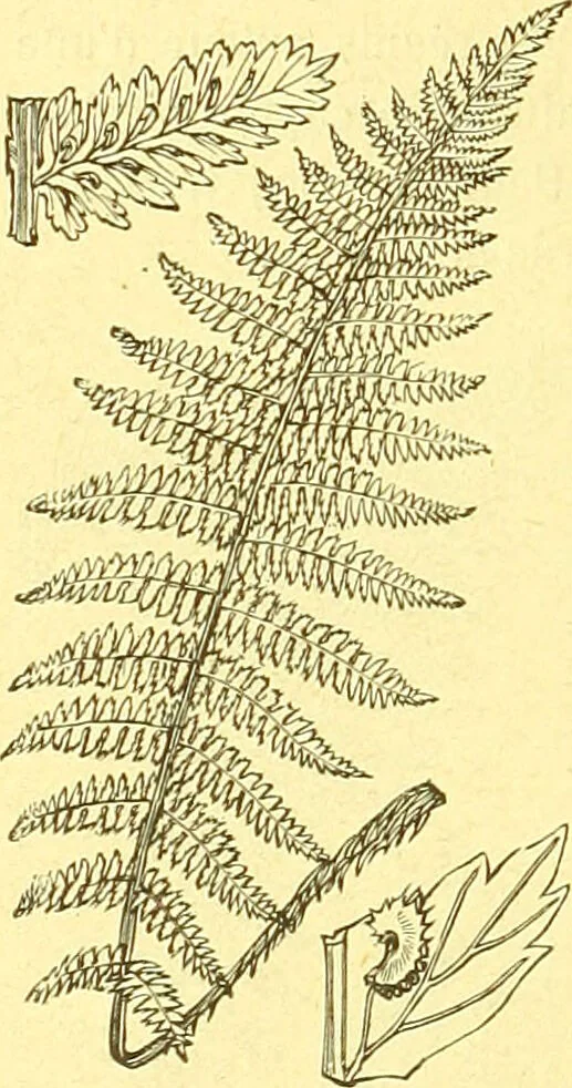 An illustration from Flore pittoresque de la France : anatomie, physiologie, classification, description des plantes indigènes et cultivées au point de vue de l'agriculture, de l'horticulture et de la sylviculture / publiée sous la direction de J. Rothschild., 1885, leaf 465