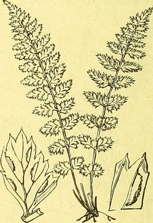 An illustration from Flore pittoresque de la France : anatomie, physiologie, classification, description des plantes indigènes et cultivées au point de vue de l'agriculture, de l'horticulture et de la sylviculture / publiée sous la direction de J. Rothschild., 1885, leaf 465
