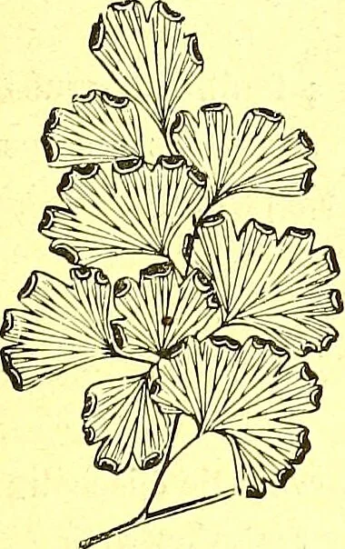 An illustration from Flore pittoresque de la France : anatomie, physiologie, classification, description des plantes indigènes et cultivées au point de vue de l'agriculture, de l'horticulture et de la sylviculture / publiée sous la direction de J. Rothschild., 1885, leaf 466