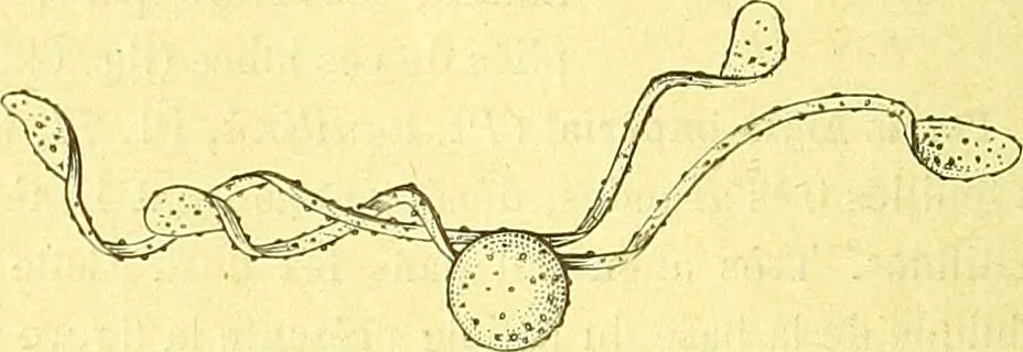 An illustration from Flore pittoresque de la France : anatomie, physiologie, classification, description des plantes indigènes et cultivées au point de vue de l'agriculture, de l'horticulture et de la sylviculture / publiée sous la direction de J. Rothschild., 1885, leaf 467