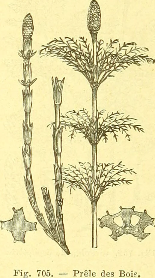 An illustration from Flore pittoresque de la France : anatomie, physiologie, classification, description des plantes indigènes et cultivées au point de vue de l'agriculture, de l'horticulture et de la sylviculture / publiée sous la direction de J. Rothschild., 1885, leaf 467