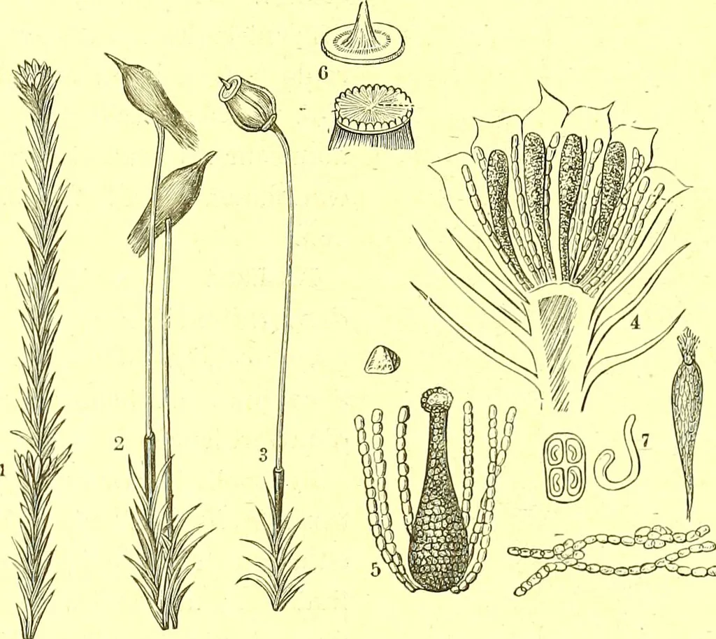 An illustration from Flore pittoresque de la France : anatomie, physiologie, classification, description des plantes indigènes et cultivées au point de vue de l'agriculture, de l'horticulture et de la sylviculture / publiée sous la direction de J. Rothschild., 1885, leaf 468
